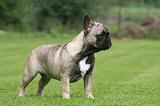 BOULEDOGUE FRANCAIS 1276